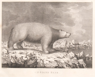 A White Bear (Polar Bear)